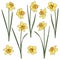 Set of color illustrations with yellow daffodils. Isolated vector objects.