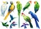 Set of colored birds parrots cockatoo, macaw, hummingbird on a white background, watercolor illustration