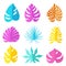 Set of colored bright tropical leaves of different types and forms