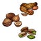 Set of colored cartoon nuts. Peanuts, hazelnut, pistachios. Objects separate from the background