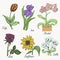 Set of colored flowers - tulip, iris, orchid, rose, sunflower and calla. Hand drawing. Vector illustrations