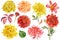 Set of coloreds flowers, watercolor botanical illustration, hand drawing, red and yellow flowers