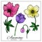 Set of colorful Anemone Flowers. Delicate beautiful anemone flowers for design, decoration, botany books. Bright