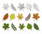 Set of colorful autumn and summer leaves with a dark outline.