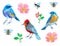 Set of colorful birds, bees and roses on white background