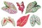 Set of Colorful Caladium Leaves Isolated on White Background with Clipping Path