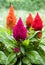 Set of colorful celosia plants in rear garden