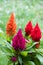 Set of colorful celosia plants in rear garden