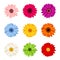 Set of colorful gerbera flowers. Vector illustration.