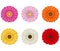 Set of colorful gerberas flowers isolated on white background