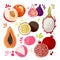 Set of colorful hand draw fruits - tropical sweet fruits isolated llustration. Peach, fig, passion fruit, pomegranate an