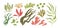 Set of colorful hand drawn edible algae vector graphic illustration. Collection of different aquatic plants isolated on