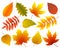 Set of colorful isolated autumn leaves