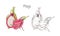 Set of colorful and monochrome outline drawings of whole and cut pitaya, pitahaya or dragon fruit isolated on white