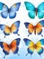 Set of colorful realistic butterflies.