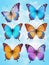 Set of colorful realistic butterflies.