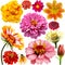 Set of colorful zinnia, dahlia and marigold