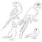 Set coloring Indian parrot ozherelovy, Masked Lovebird, corella