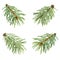 Set of coniferous tree branches pine and spruce isolated on white. conifer sprigs. Christmas decor