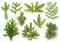 Set of coniferous tree branches. Spruce, pine, thuja, fir