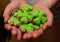 Set cookies gingerbread clover covered with green mastic symbol holiday day saint patric on open palm