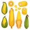 Set of Corn Cobs Are The Husked, Cylindrical, And Edible Part Of The Corn Plant. Corn Seeds, Or Kernels