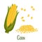 Set of corn kernels and cobs. Corn plant, sweet corn, corn cobs, corn kernels. Agriculture, food icons