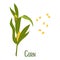 Set of corn kernels and cobs. Corn plant, sweet corn, corn kernels. Agriculture, food icons