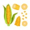 Set of corn. Vector illustration on white background.