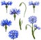 A set of cornflowers. Blue flowers on a white background. Vector illustration