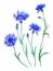 Set of cornflowers, watercolor painting on white background isolated