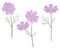 Set Cosmea flowers watercolor botanical illustration