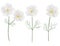 Set Cosmea flowers watercolor botanical illustration