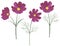 Set Cosmea flowers watercolor botanical illustration