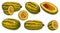 Set of Courge Spaghetti winter Squash Clipart.