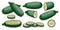 Set of Cousa or Kousa squash. Clipart