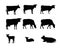 Set of Cows graze in pasture. Picture silhouette. Farm pets. Domestic farm animals for milk and dairy products. Isolated