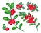 A set of Cranberries with watercolor leaves on a white background. Juicy and fresh cranberry berries realistic forest hand drawn