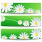 Set of creative banners with white flower chamomile