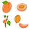 Set of creative hand drawn colorful apricots icons. Branch, kernel, lobule, leaves. Idea for nature and fruit themes.