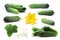 Set of cucumbers, leaf, flower,tendril, paths
