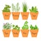 Set of culinary herbs in terracotta pots with labels