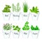 Set of culinary herbs in white pots with labels. Green basil, sage, rosemary, chives, thyme, parsley, mint, oregano with text abov