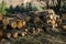 Set of cut logs on the forest land. Logs to make a fire or light a fireplace.