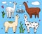 Set of cute Alpaca Llamas or wild guanaco on the background of Cactus and mountain. Funny smiling animals in Peru for