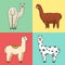 Set of cute Alpaca Llamas or wild guanaco on the background of Cactus and mountain. Funny smiling animals in Peru for