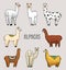 Set of cute Alpaca Llamas or wild guanaco on the background of Cactus and mountain. Funny smiling animals in Peru for