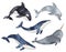 Set of Cute baby Dolphin, narwhal, Killer whale or Orcinus orca. Underwater animal. Hand drawn watercolor illustration