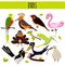 Set of Cute cartoon Animals birds living in different corners of the planet the forests and the jungles. Flamingo, kiwi, magpie, c