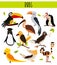 Set of Cute cartoon Animals birds living in different corners of the planet the forests and the jungles. Toucan, vulture, parrot,